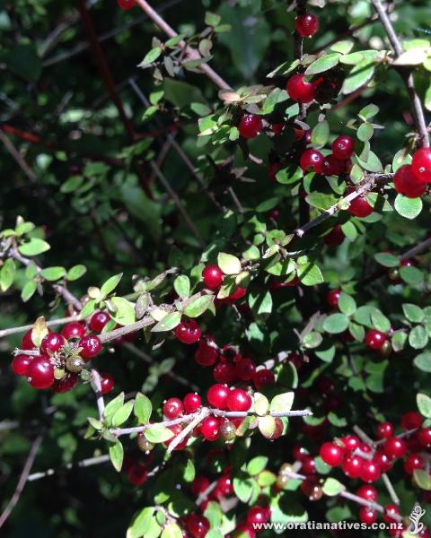 I think this is Coprosma rhamnoides. A small natural group of them grow in poor dry soil under kanukas on Clifton hillside in Golden Bay. At least this one is a female with wonderful bright deep red berries!