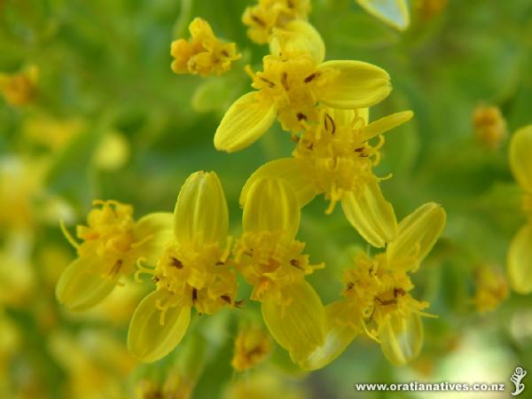 Peculiar petal formation.