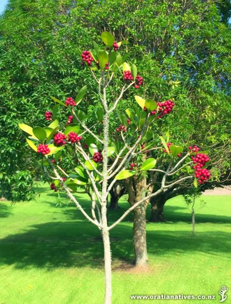 Picture taken in Cornwall Park, March 2017