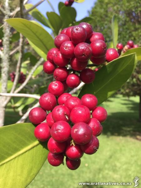 Picture Taken in Cornwall Park March 2017