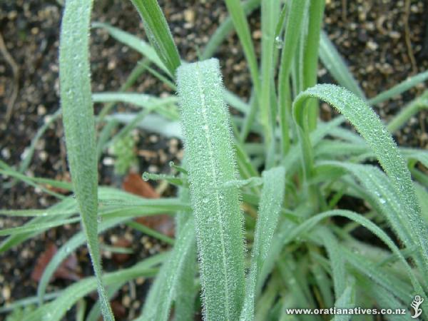 Closeup of foliage with dew drops.