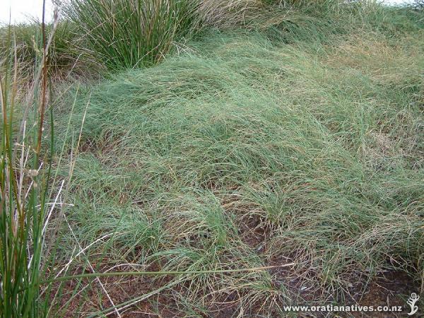 Fast and vigorous. Carex pumila tolerates a wide range of conditions.