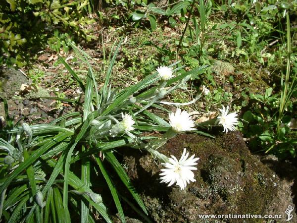 Auckland's rugged West Coast is home to this salt tolerant, drought tolerant species. Regretfully it does not like Auckland's humidity or disturbance of habitat so it is rapidly becoming endangered.