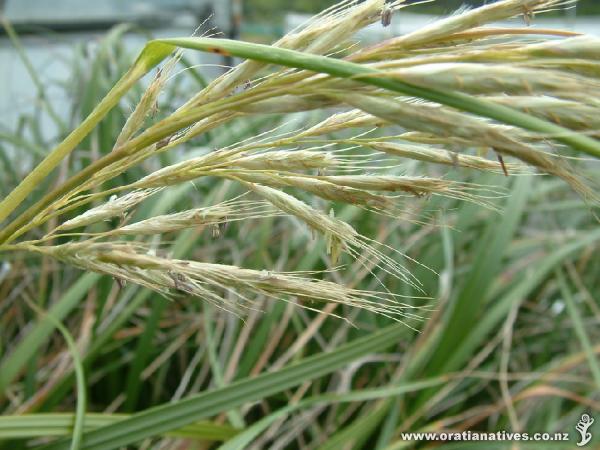 Found along Northland's eastern coastline down to Coromandel on extreme vertical cliffs.