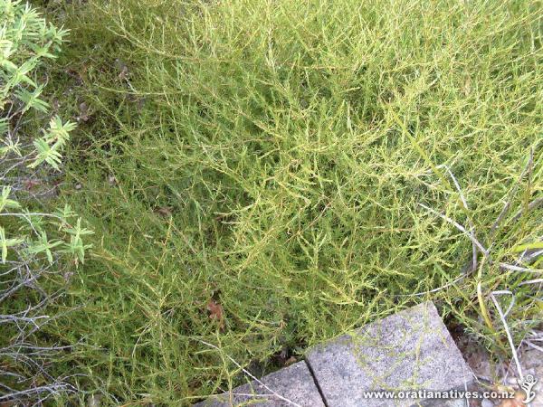 The tangled form of Sand Coprosma.
