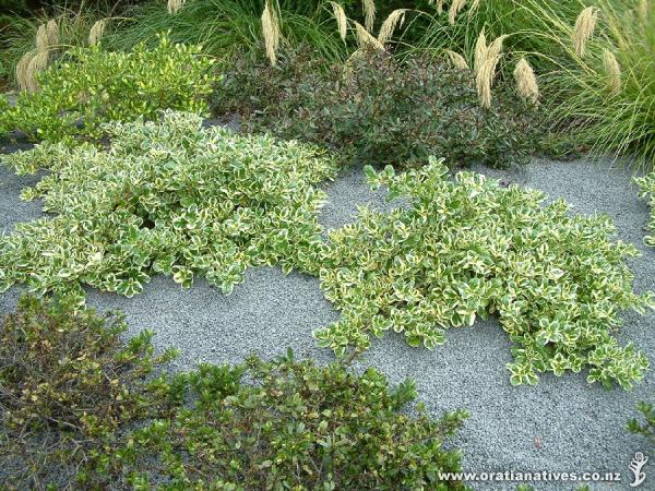 Coprosma repens has spawned many cultivars in a wide range of colours, variegations and forms.