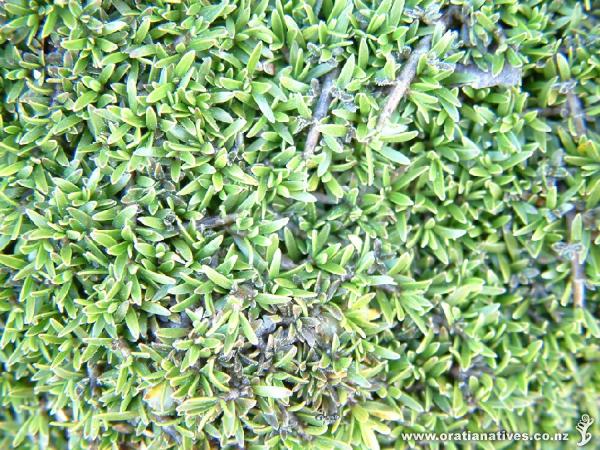 One of my favourite groundcovers -Geoff Davidson