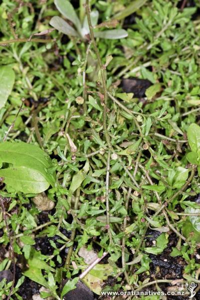 Source: Okiwi airstrip