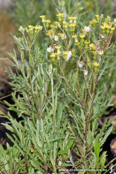 Plant with yellow flowers.