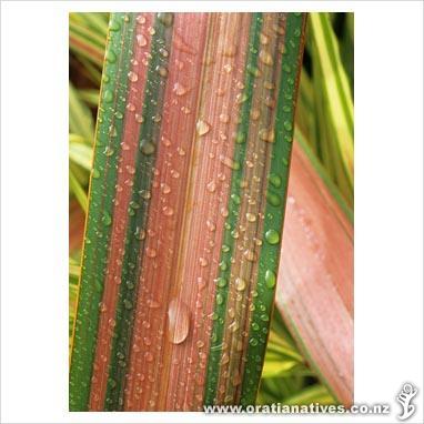 A close up of a Phormium jester. Cheers Stuart