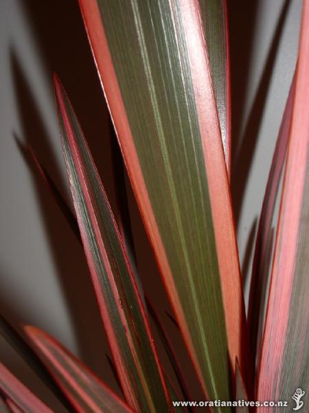 Small plant at my house in Warkworth. Cheers Stuart