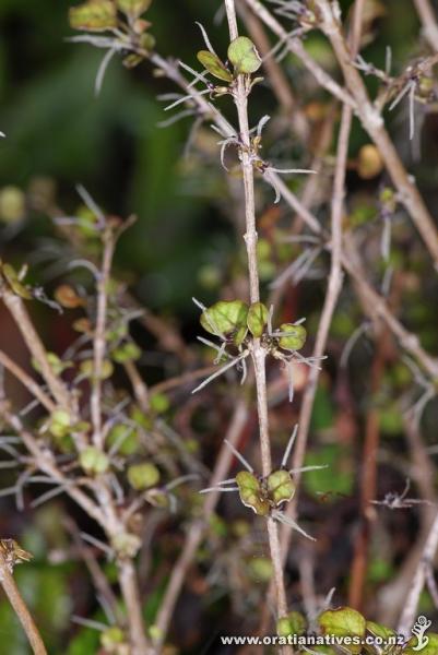 Delicate flowers and foliage