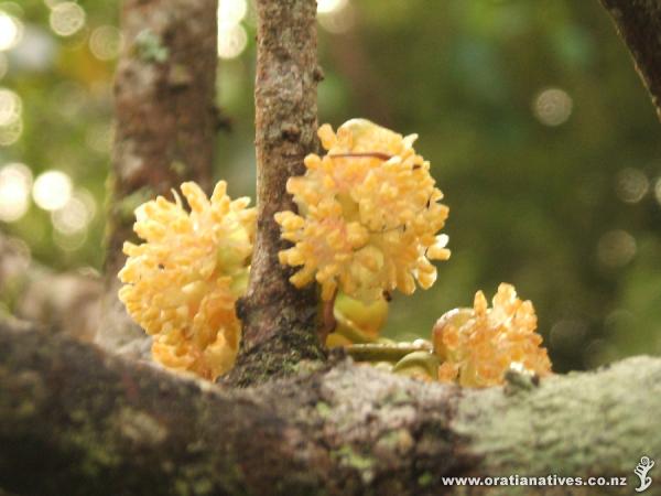 Mangeao Flower Whakatane Sept 08