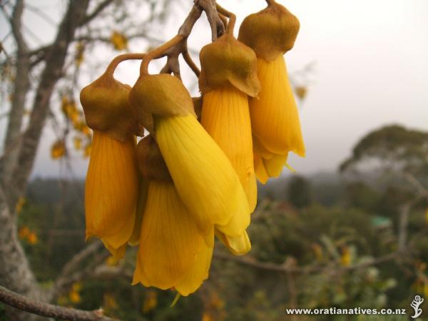 Kowhai Whakatane Sept 08