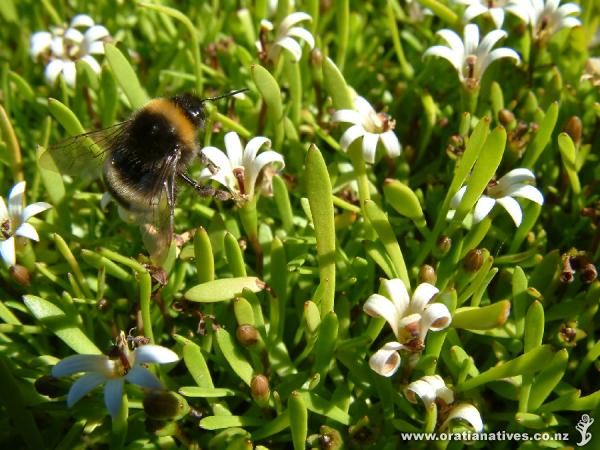 Selliera radicans makes a superb lawn which never needs mowing. Feed it well with nitrogen rich fertiliser and spray weeds with salt water to keep a healthy and weed free lawn.