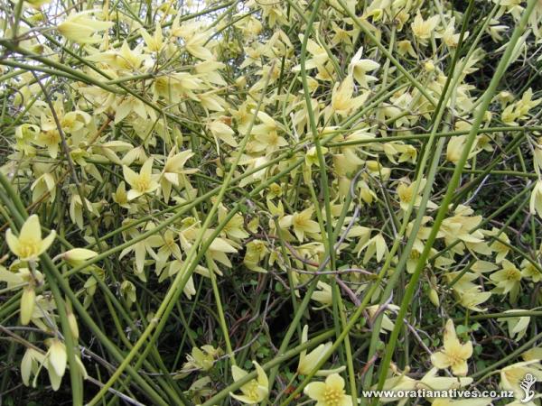 Clematis afoliata, The Doctors, North Canterbury, 29 Oct 2008.