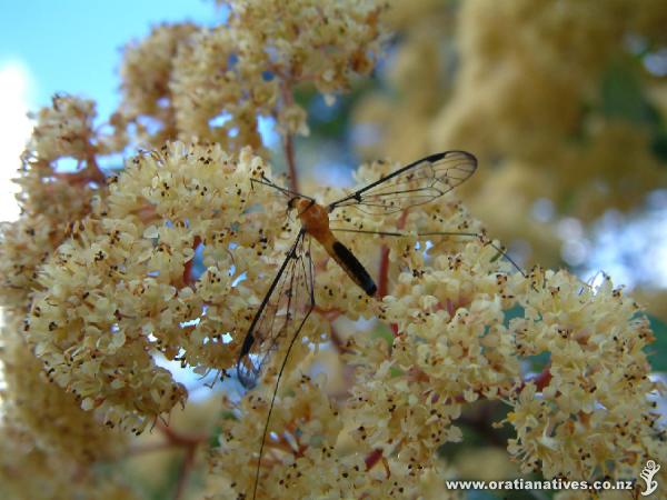Pomaderris hamiltonii is a graceful shrub of gumland habitats where the soils are heavy dry clay. It prefers full sun but will tolerate light shade. Do not fertilise or disturb the roots.