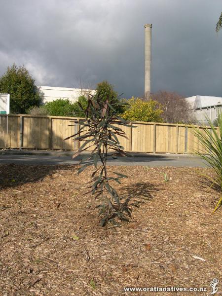 Photo of P. Sabre taken at Levin's hospital