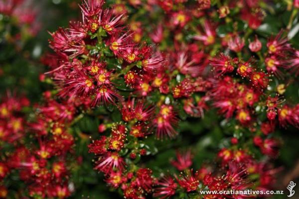 Metrosideros carminea in full flower, grown in pot in Christchurch.