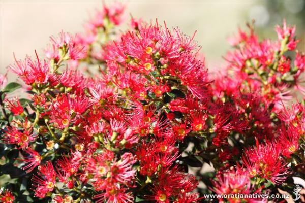 Metrosideros carminea in full flower, grown in pot in Christchurch