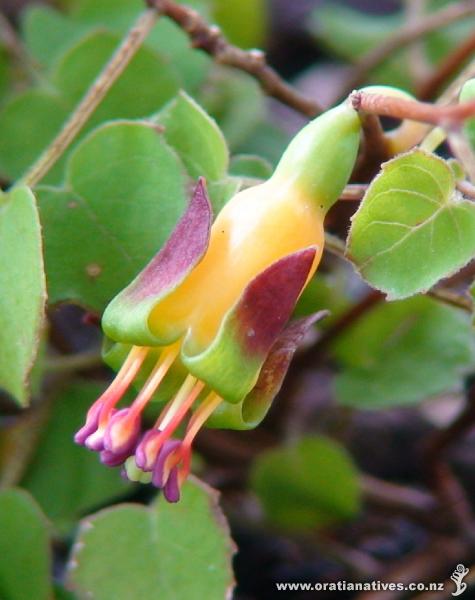 Flower on Fuschia Procumbens