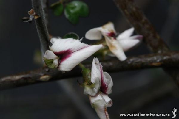 Macro of flower in November in Canterbury. Container grown.