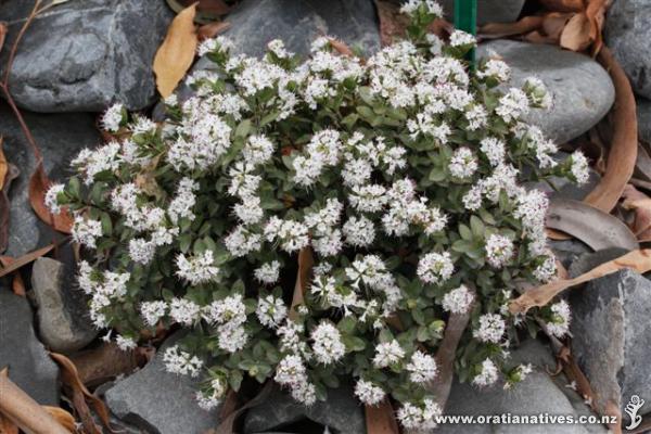 Flowers in November in Canterbury.