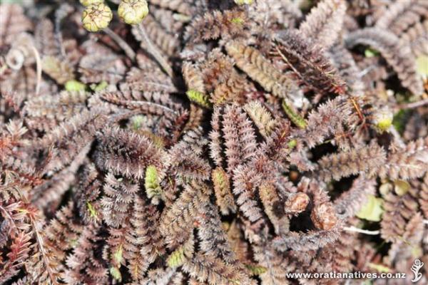 November in Canterbury