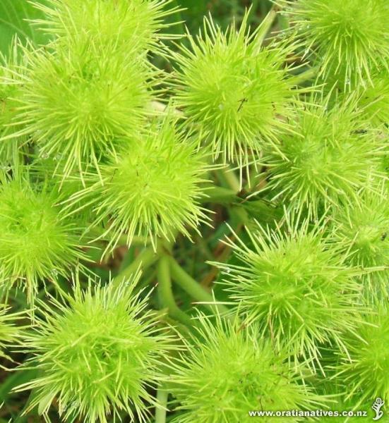 Whau seed head Whakatane ec.08