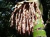 Nikau Palm Flower/Seedhead Nov.08 Whakatane