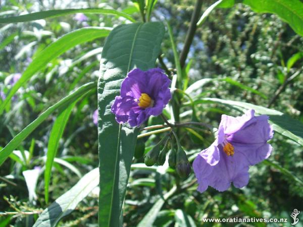 Poroporo flowers and fruit Jan 08 Whakatane
