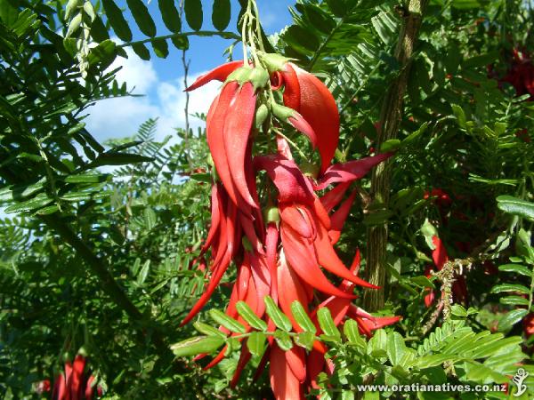 Closeup photo of the red kaka beak flower - Clianthus maximus