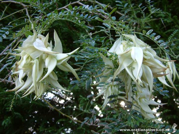 Closeup photo of the white kaka beak flower - Clianthus puniceus Albus