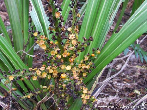 Taken from Ulva Island March 2009