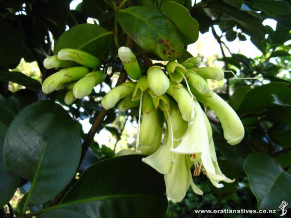 May 2009 - old garden specimen