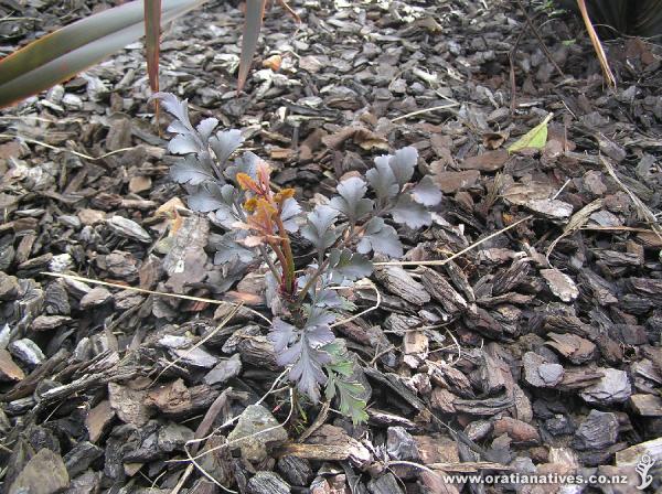 A brand new phyllocladus toatoa