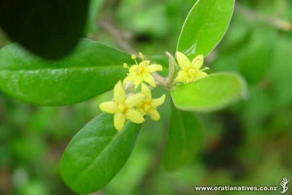 Substantial clusters of yellow flowers appearing after approx 4yrs growth