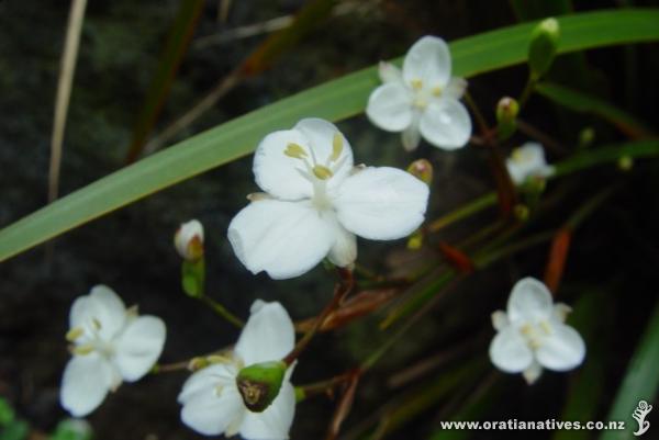 Profuse seeder and self-germinator. Original plants about 4yrs old and still flowering strongly in early spring.