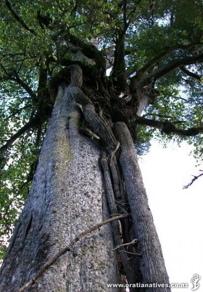 Akapuka, Griselinia lucida, epiphyte growing on matai. Fenshams Reserve, Carterton, Wairarapa.