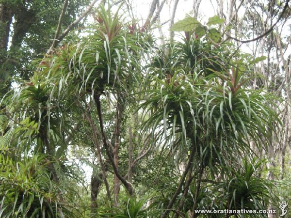 Dracophyllum latifolium taken along the 12km tramping track from Govan Wilson Rd Matakana to the Dome track