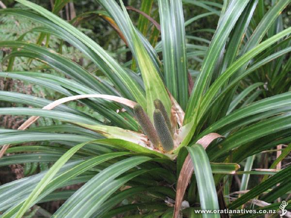 Freycinetia banksii taken along the 12km tramping track from Govan Wilson Rd Matakane to the Dome track