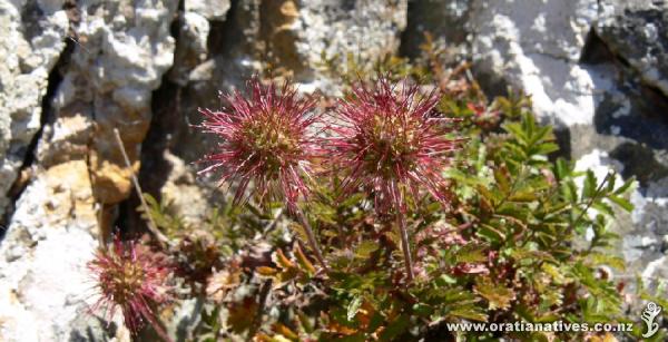 Growing along the coast near Nugget Point, Catlins. ID kindly provided by Christchurch Botanical Gardens.