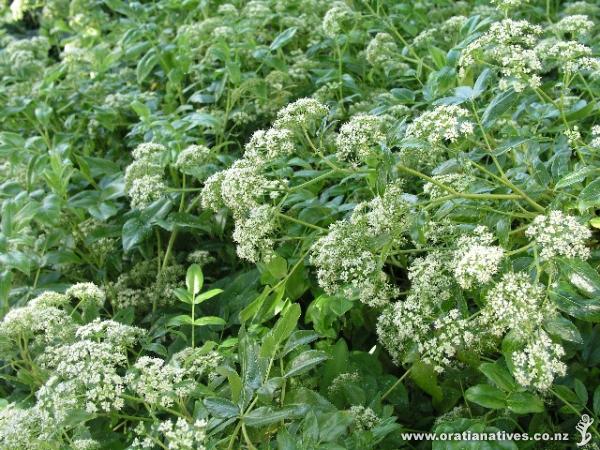 Scandia rosifolia whole plant
