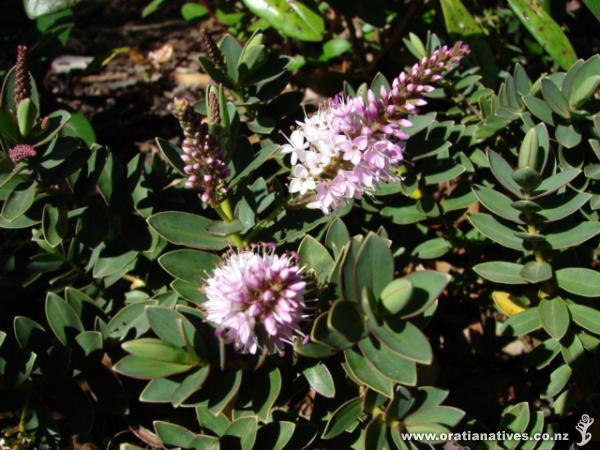 Hebe First Light - January 2010