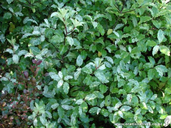 Pittosporum tenuifolium Irene Paterson
