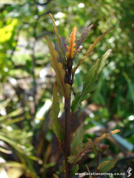 Elaeocarpus hookerianus juvenile