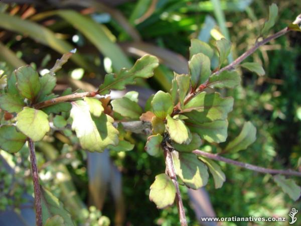 Elaeocarpus hookerianus juvenile