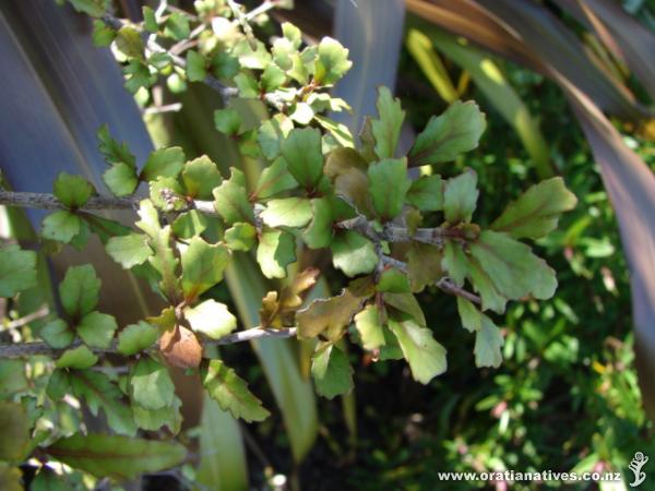 Elaeocarpus hookerianus juvenile