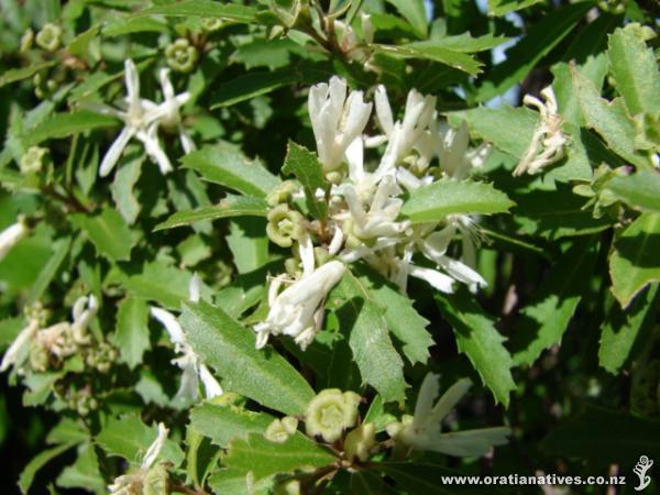 Hoheria angustifolia