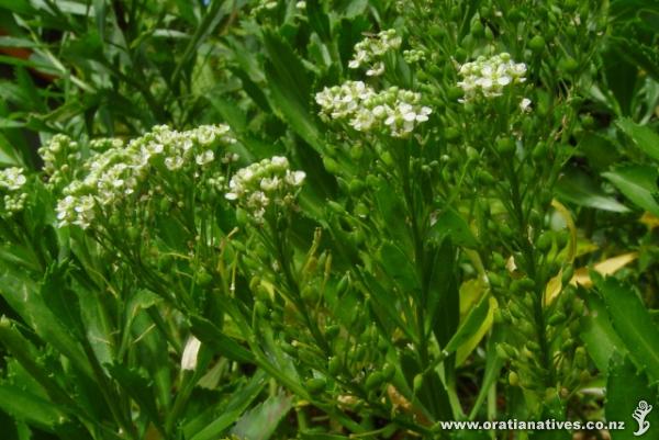 Cook's Scurvy Grass in flower (early January)